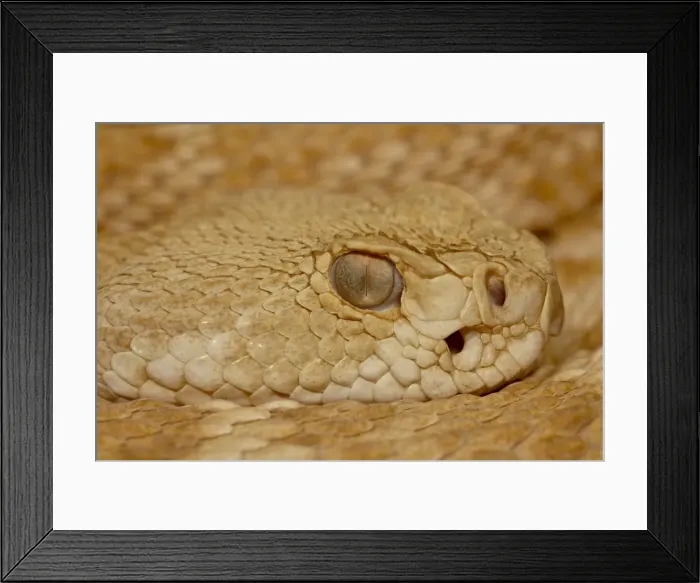 Framed Print : Hypomelanistic Western Diamond-Back Rattlesnake (Western Diamondback Rattlesnake) Framed Print : Hypomelanistic Western Diamond-Back Rattlesnake (Western Diamondback Rattlesnake)