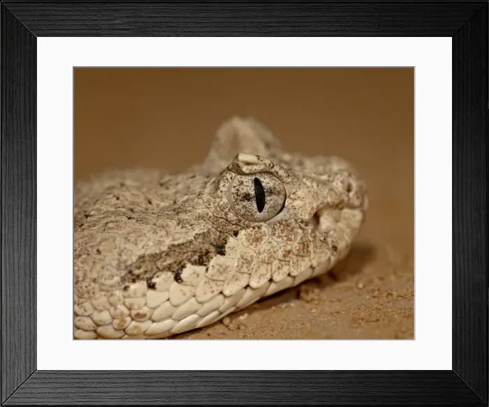 Framed Print : Sonoran Desert Sidewinder (Sonoran Sidewinder) (Crotalus cerastes cercobombus) in captivity Framed Print : Sonoran Desert Sidewinder (Sonoran Sidewinder) (Crotalus cerastes cercobombus) in captivity