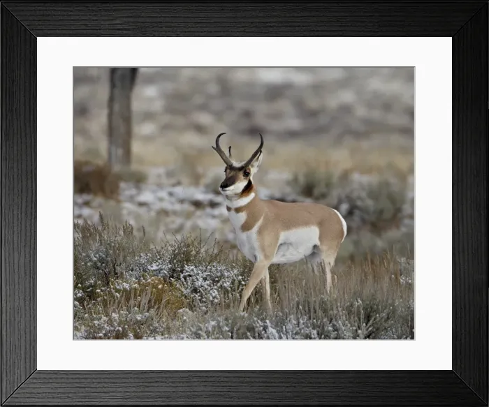 Framed Print : Pronghorn (Antilocapra americana) buck in the snow, Grand Teton National Park Framed Print : Pronghorn (Antilocapra americana) buck in the snow, Grand Teton National Park