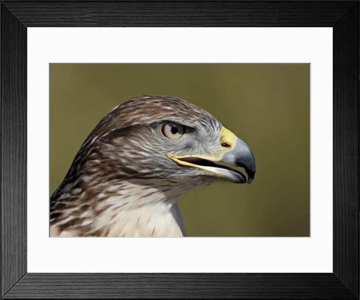 Framed Print : Ferruginous Hawk (Buteo regalis) in captivity, Arizona Sonora Desert Museum Framed Print : Ferruginous Hawk (Buteo regalis) in captivity, Arizona Sonora Desert Museum