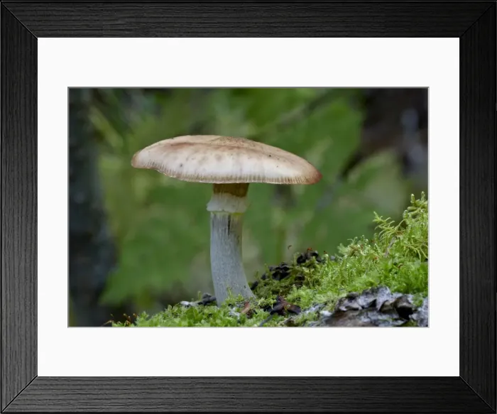 Framed Print : Mushroom growing on a dead tree covered with moss, Pioneer Falls, Alaska Framed Print : Mushroom growing on a dead tree covered with moss, Pioneer Falls, Alaska