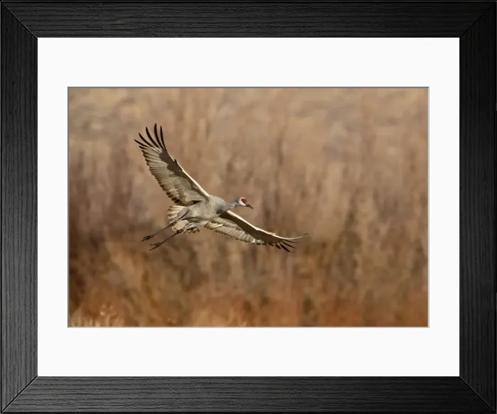 Framed Print : Sandhill Crane (Grus canadensis) just about to land, Bernardo Wildlife Area, Ladd S Framed Print : Sandhill Crane (Grus canadensis) just about to land, Bernardo Wildlife Area, Ladd S
