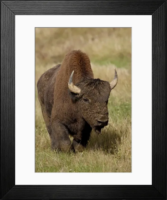 Framed Print : Male Wood Bison (Wood Buffalo) (Bison bison athabascae), Alaska Highway Framed Print : Male Wood Bison (Wood Buffalo) (Bison bison athabascae), Alaska Highway