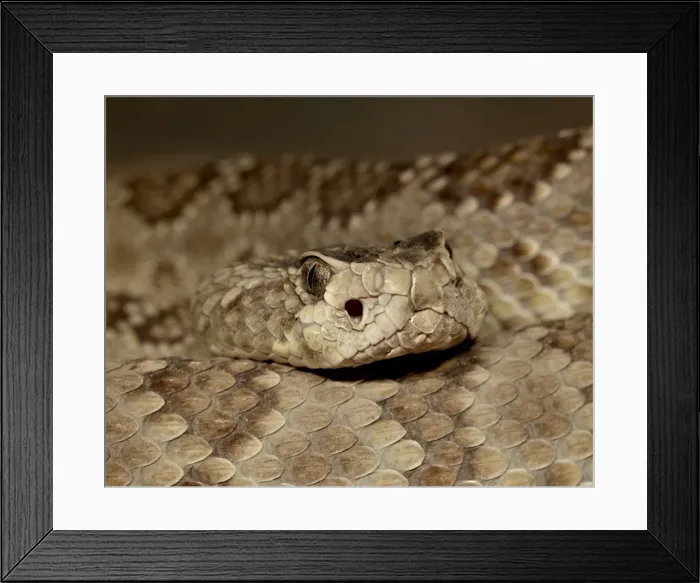 Framed Print : Northern Mojave Rattlesnake (Crotalus scutulatus scutulatus) in captivity Framed Print : Northern Mojave Rattlesnake (Crotalus scutulatus scutulatus) in captivity