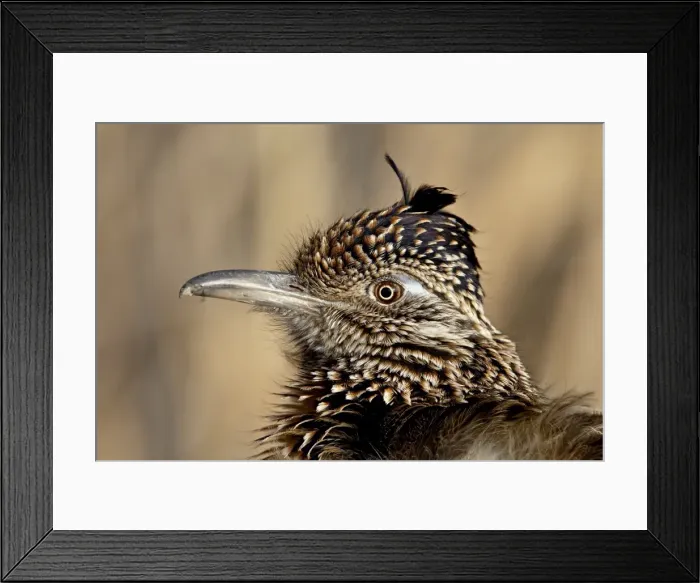 Framed Print : Greater Roadrunner (Geococcyx californianus), Bosque Del Apache National Wildlife Refuge Framed Print : Greater Roadrunner (Geococcyx californianus), Bosque Del Apache National Wildlife Refuge