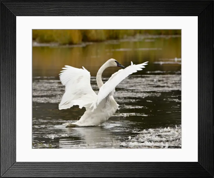 Framed Print : Trumpeter Swan (Cygnus buccinator) stretching its wings on a pond, Tok Cutoff Framed Print : Trumpeter Swan (Cygnus buccinator) stretching its wings on a pond, Tok Cutoff