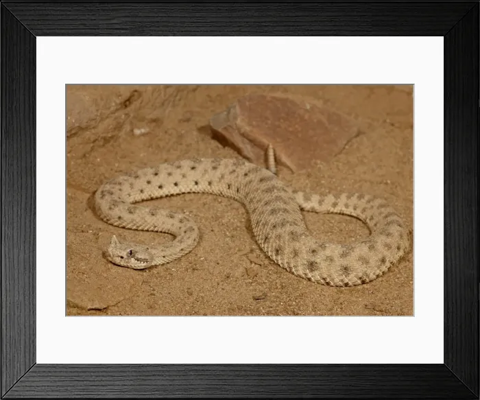 Framed Print : Sonoran Desert Sidewinder (Sonoran Sidewinder) (Crotalus cerastes cercobombus) in captivity Framed Print : Sonoran Desert Sidewinder (Sonoran Sidewinder) (Crotalus cerastes cercobombus) in captivity