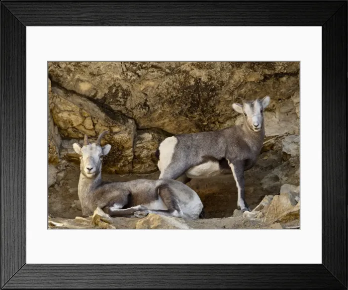 Framed Print : Stone Sheep (Ovis dalli stonei) ewe and lamb, Stone Mountain Provincial Park Framed Print : Stone Sheep (Ovis dalli stonei) ewe and lamb, Stone Mountain Provincial Park