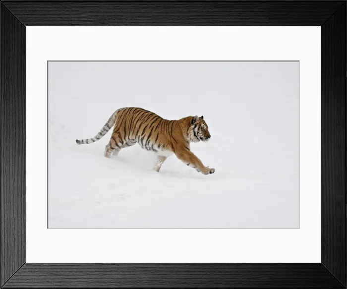 Framed Print : Siberian Tiger (Panthera tigris altaica) running through the snow, in captivity Framed Print : Siberian Tiger (Panthera tigris altaica) running through the snow, in captivity