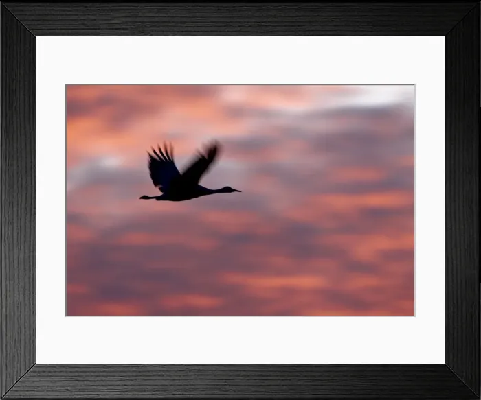 Framed Print : Silhouetted Sandhill Crane (Grus canadensis) in flight at sunset, Bernardo Wildlife Area Framed Print : Silhouetted Sandhill Crane (Grus canadensis) in flight at sunset, Bernardo Wildlife Area