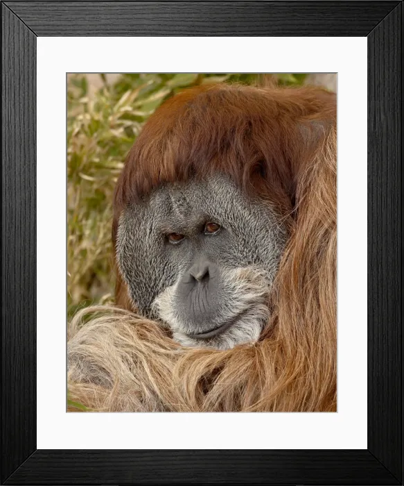 Framed Print : Male Orangutan (Pongo pygmaeus) in captivity, Rio Grande Zoo, Albuquerque Biological Park Framed Print : Male Orangutan (Pongo pygmaeus) in captivity, Rio Grande Zoo, Albuquerque Biological Park