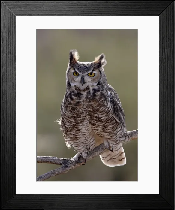 Framed Print : Great Horned Owl (Bubo virginianus) in captivity, Arizona Sonora Desert Museum Framed Print : Great Horned Owl (Bubo virginianus) in captivity, Arizona Sonora Desert Museum