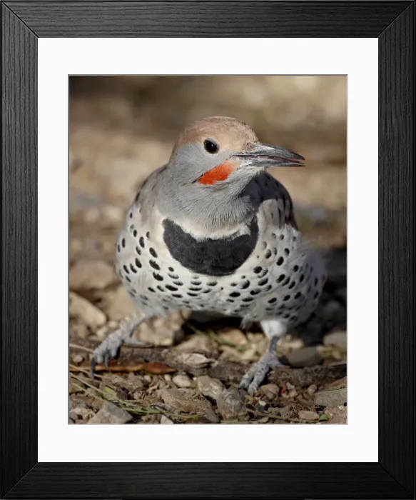 Framed Print : Gilded Flicker (Colaptes chrysoides) in captivity, Arizona Sonora Desert Museum Framed Print : Gilded Flicker (Colaptes chrysoides) in captivity, Arizona Sonora Desert Museum