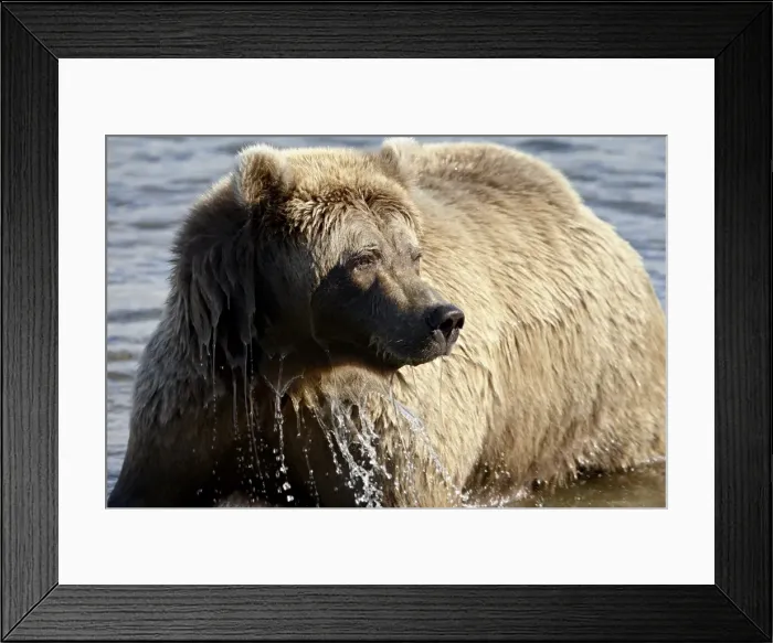 Framed Print : Brown Bear (Ursus arctos horribilis) in Moraine Creek, Katmai National Park and Preserve Framed Print : Brown Bear (Ursus arctos horribilis) in Moraine Creek, Katmai National Park and Preserve