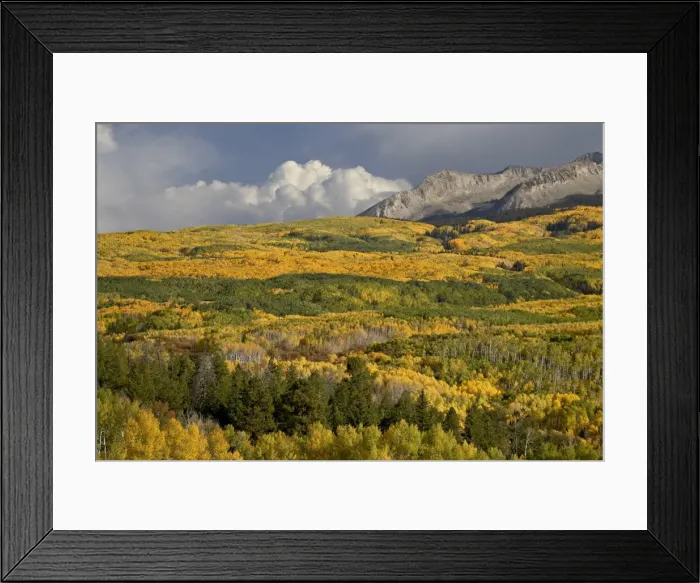 Framed Print : Fall colors, Gunnison National Forest, Colorado, United States of America, North America Framed Print : Fall colors, Gunnison National Forest, Colorado, United States of America, North America