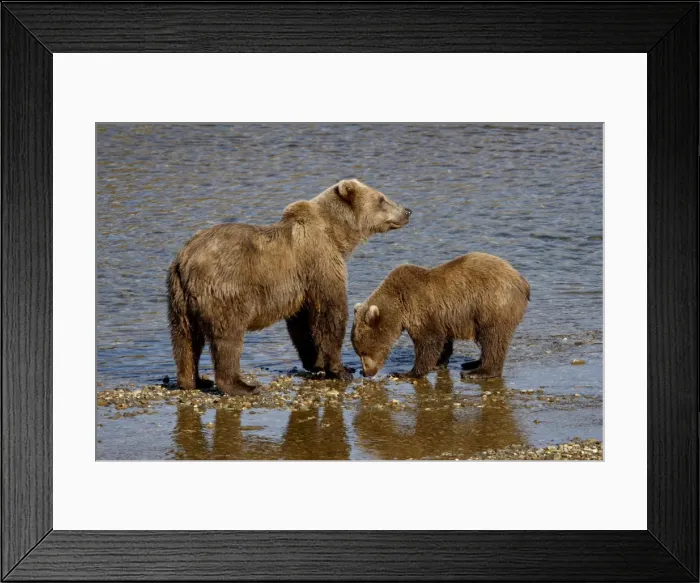 Framed Print : Brown Bear (Ursus arctos horribilis) sow and cub, Katmai National Park and Preserve Framed Print : Brown Bear (Ursus arctos horribilis) sow and cub, Katmai National Park and Preserve