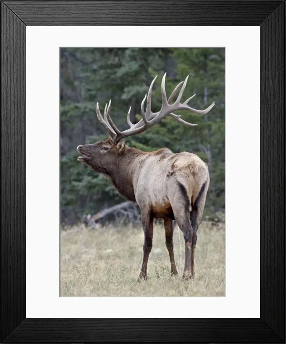 Framed Print : Bull Elk (Cervus canadensis) with the Flehmen response during the rut, Jasper National Park Framed Print : Bull Elk (Cervus canadensis) with the Flehmen response during the rut, Jasper National Park