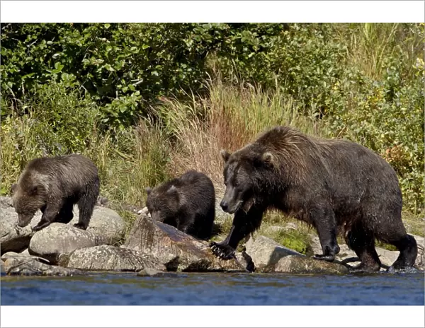 Brown Bear (Ursus arctos horribilis) sow and two cubs, Katmai National Park and Preserve