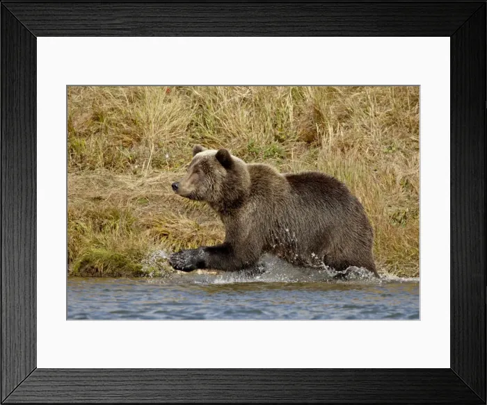 Framed Print : Brown Bear (Ursus arctos horribilis) running through water, Katmai National Park Framed Print : Brown Bear (Ursus arctos horribilis) running through water, Katmai National Park