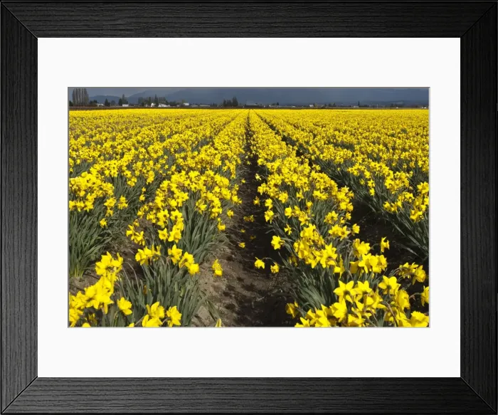 Framed Print : Daffodils in the Skagit Valley, Washington State, United States of America, North America Framed Print : Daffodils in the Skagit Valley, Washington State, United States of America, North America