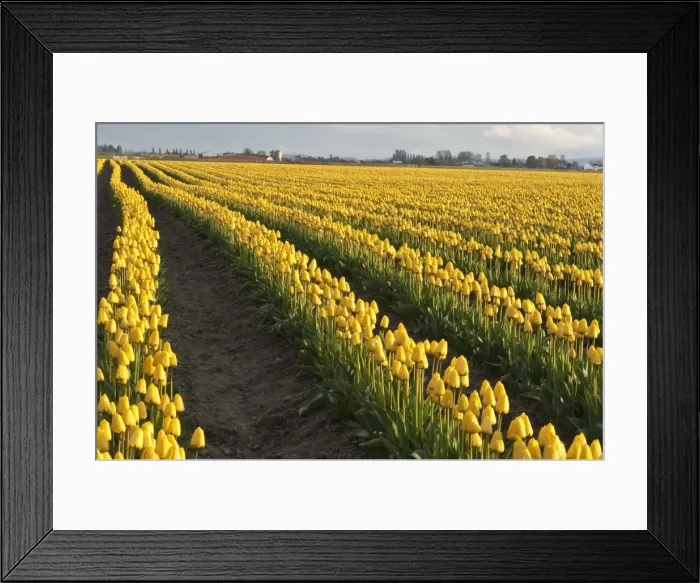 Framed Print : Tulips in the Skagit Valley, Washington State, United States of America, North America Framed Print : Tulips in the Skagit Valley, Washington State, United States of America, North America