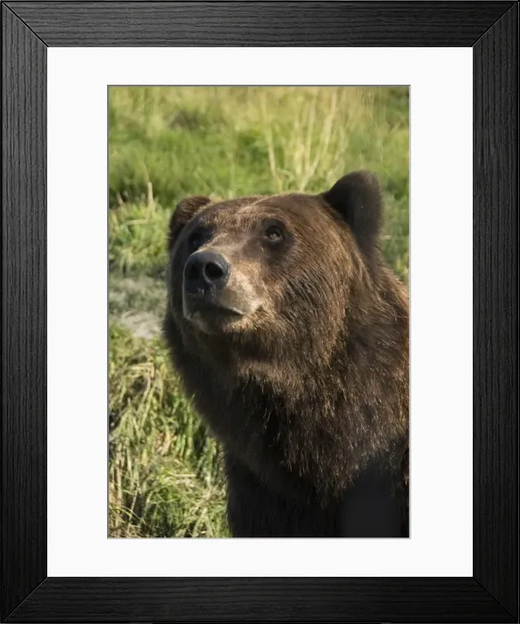 Framed Print : Brown bear (Ursus artos), Alaska Wildlife Conservation Center, Portage Framed Print : Brown bear (Ursus artos), Alaska Wildlife Conservation Center, Portage