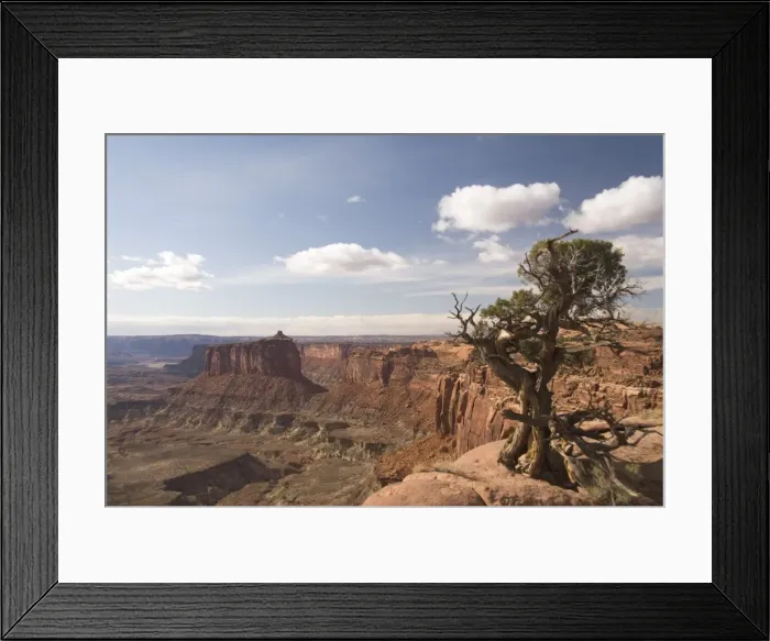 Framed Print : Holeman Spring Canyon Overlook with Utah Juniper tree (Juniperus osteosperma) on right Framed Print : Holeman Spring Canyon Overlook with Utah Juniper tree (Juniperus osteosperma) on right