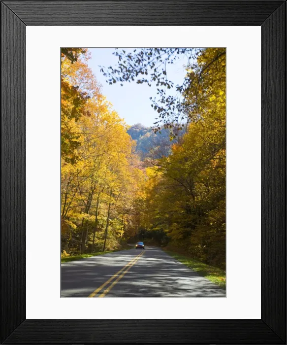 Framed Print : Road leading through colourful foliage in the Indian summer, Great Smoky Mountains National Park Framed Print : Road leading through colourful foliage in the Indian summer, Great Smoky Mountains National Park
