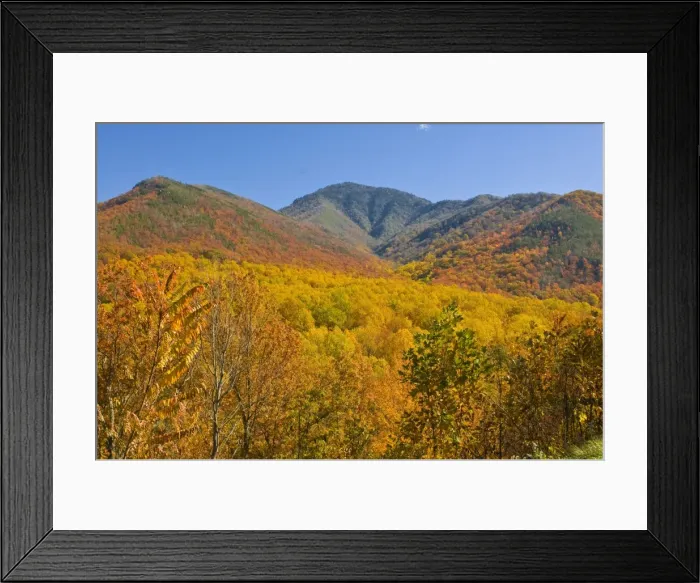 Framed Print : Valley with colourful foliage in the Indian summer, Great Smoky Mountains National Park Framed Print : Valley with colourful foliage in the Indian summer, Great Smoky Mountains National Park