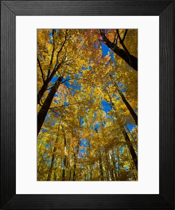 Framed Print : GreatSmokeyNationalParkTN224