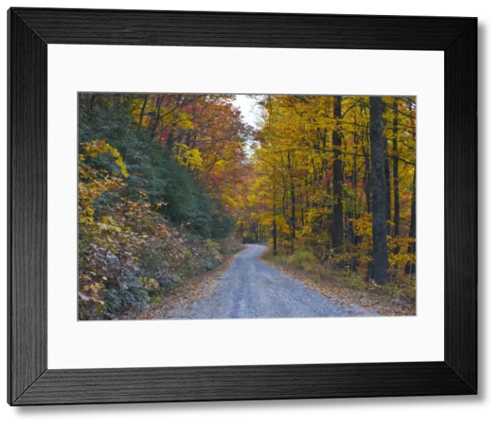 Framed Print : Road leading through trees with colourful foliage in the Indian summer Framed Print : Road leading through trees with colourful foliage in the Indian summer
