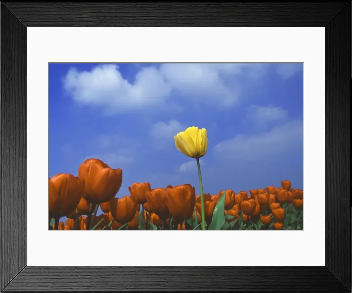 Framed Print : Yellow tulip amongst a sea of red tulips Framed Print : Yellow tulip amongst a sea of red tulips