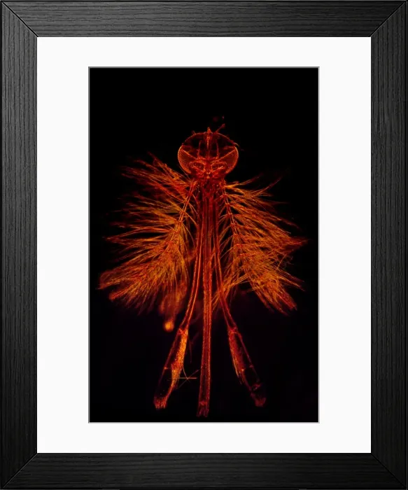 Framed Print : Dark Field Light Micrograph of a male Mosquito (Anopheles sp. ), magnification x 65 Framed Print : Dark Field Light Micrograph of a male Mosquito (Anopheles sp. ), magnification x 65