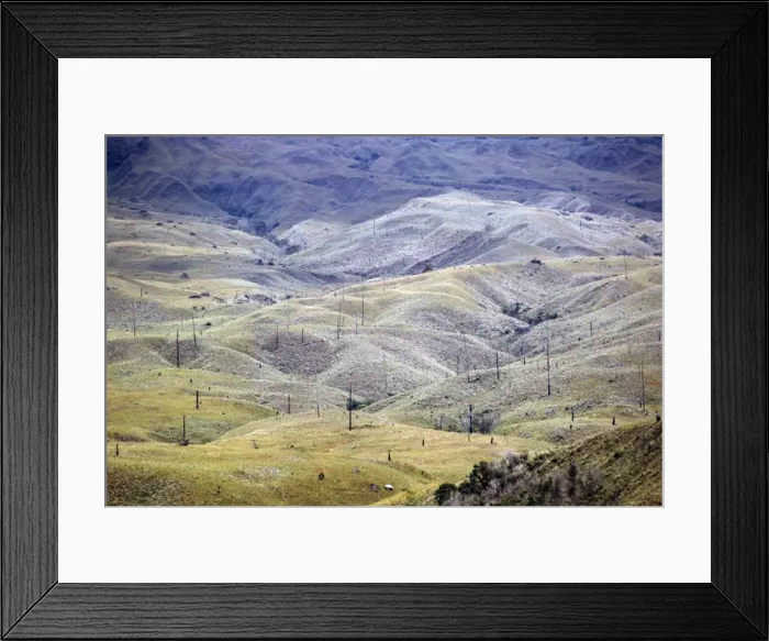 Framed Print : Aerial image of skeleton forest, damaged by forest fire, on La Gran Sabana Framed Print : Aerial image of skeleton forest, damaged by forest fire, on La Gran Sabana