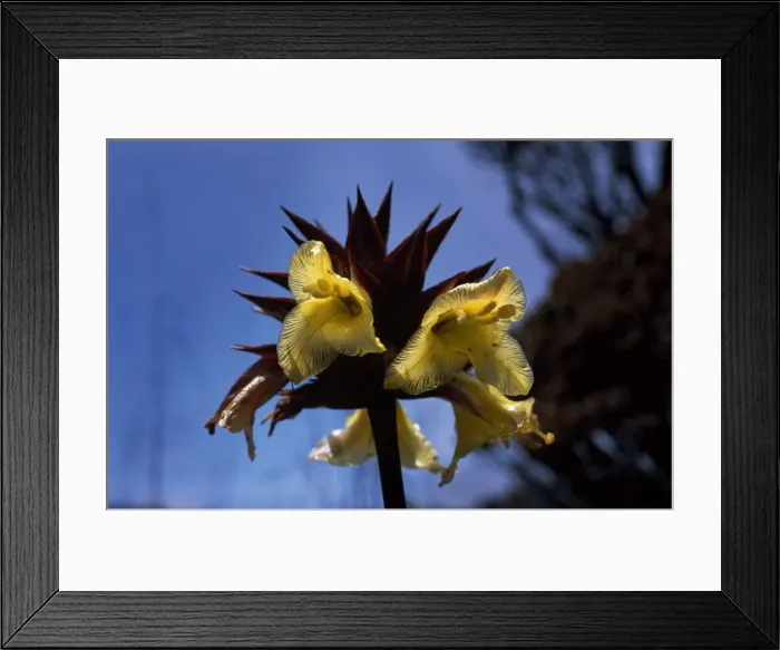 Framed Print : Orectanthe sceptrum, summit of Mount Roraima, Venezuela, South America Framed Print : Orectanthe sceptrum, summit of Mount Roraima, Venezuela, South America