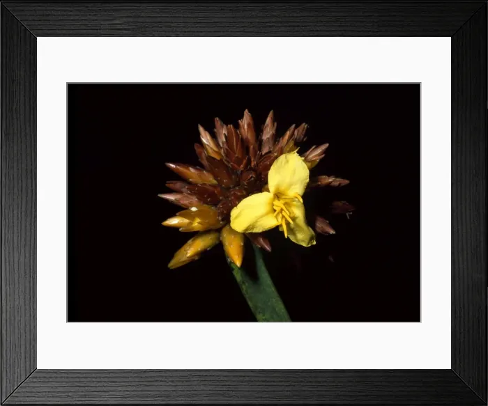 Framed Print : Stegolepis guianensis, summit of Mount Roraima, Venezuela, South America Framed Print : Stegolepis guianensis, summit of Mount Roraima, Venezuela, South America