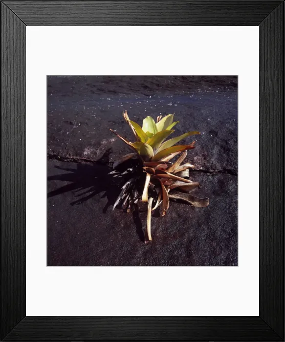 Framed Print : Brocchinia tatei (Bromeliaceae), Mount Roraima summit, Venezuela, South America