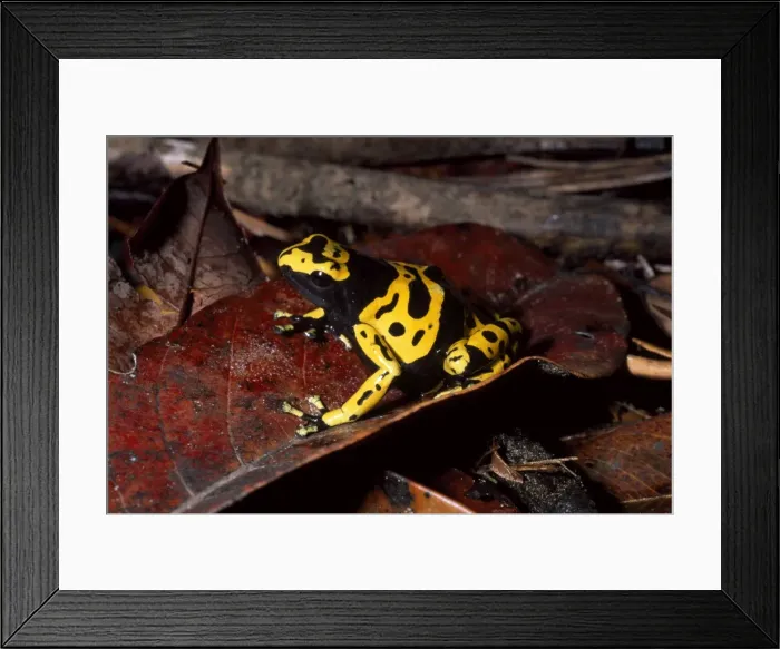 Framed Print : Dendrobatid poison dart Frog (Dendrobates leucomelas), Venezuela, South America Framed Print : Dendrobatid poison dart Frog (Dendrobates leucomelas), Venezuela, South America