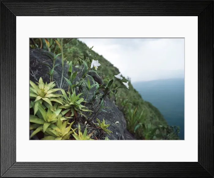 Framed Print : Cerro Autana, endemic white orchid (Orchidaceae), Amazonas territory, Venezuela Framed Print : Cerro Autana, endemic white orchid (Orchidaceae), Amazonas territory, Venezuela
