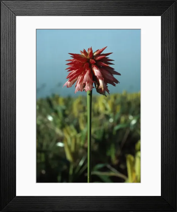 Framed Print : Cerro Autana, Kunhardtia rhodantha (Rapataceae), Amazonas territory, Venezuela Framed Print : Cerro Autana, Kunhardtia rhodantha (Rapataceae), Amazonas territory, Venezuela