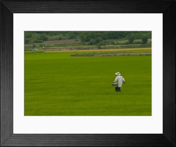 Framed Print : Man in a rice paddy, Vietnam, Indochina, Southeast Asia, Asia Framed Print : Man in a rice paddy, Vietnam, Indochina, Southeast Asia, Asia