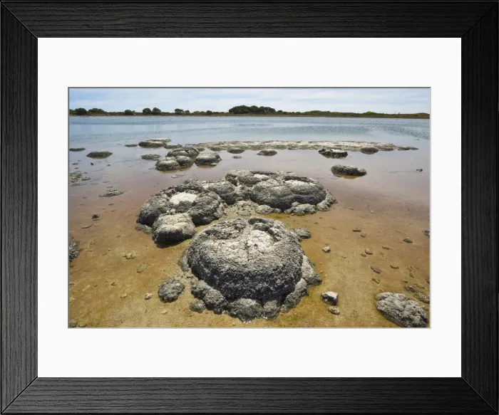 Framed Print : Stromatolites, one of the most ancient life forms on earth, mats of micro-organisms that become rock-like structures through accretion of calcium carbonate, in highly saline lagoons like here in Lake Thetis, Cervantes, Dandaragan Shire Framed Print : Stromatolites, one of the most ancient life forms on earth, mats of micro-organisms that become rock-like structures through accretion of calcium carbonate, in highly saline lagoons like here in Lake Thetis, Cervantes, Dandaragan Shire
