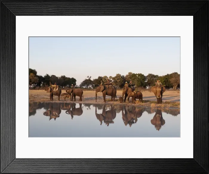 Framed Print : Elephant back safari, Abu Camp, Okavango Delta, Botswana, Africa Framed Print : Elephant back safari, Abu Camp, Okavango Delta, Botswana, Africa
