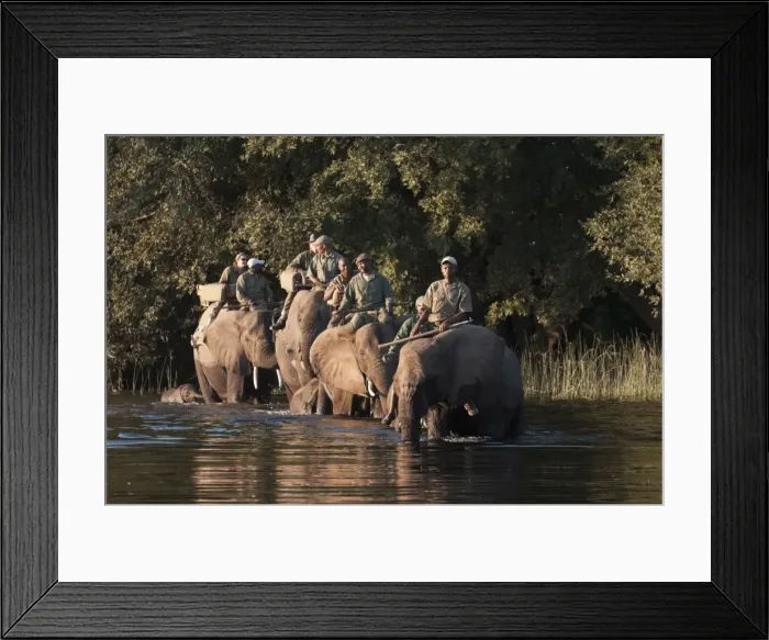 Framed Print : Elephant back safari, Abu Camp, Okavango Delta, Botswana, Africa Framed Print : Elephant back safari, Abu Camp, Okavango Delta, Botswana, Africa