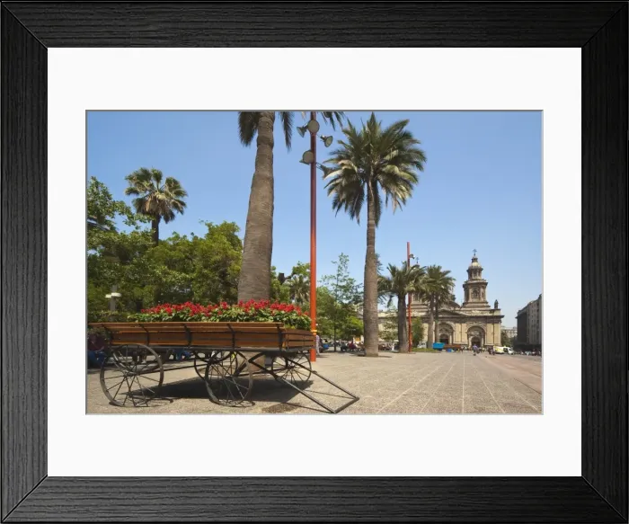Framed Print : Flowers, trees and the Metropolitan Cathedral dating from 1745, on the Plaza de Armas Framed Print : Flowers, trees and the Metropolitan Cathedral dating from 1745, on the Plaza de Armas