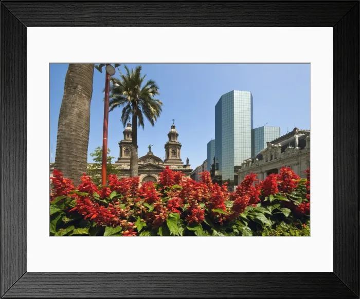 Framed Print : Flowers, the Metropolitan Cathedral dating from 1745 and modern glass tower block on the Plaza de Armas, Santiago, Chile Framed Print : Flowers, the Metropolitan Cathedral dating from 1745 and modern glass tower block on the Plaza de Armas, Santiago, Chile