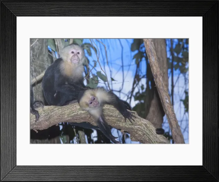 Framed Print : White-faced Capuchin monkey (Cebus capucinos) on tree, Manuel Antonio National Park Framed Print : White-faced Capuchin monkey (Cebus capucinos) on tree, Manuel Antonio National Park