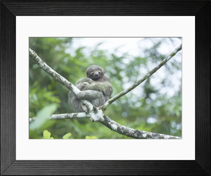 Framed Print : Three-toed sloth (Bradypus variegatus) sitting on a tree, Arenal, La Fortuna Framed Print : Three-toed sloth (Bradypus variegatus) sitting on a tree, Arenal, La Fortuna