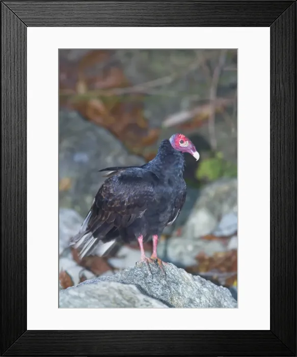 Framed Print : Turkey vulture (Cathartes Aura), Manuel Antonio National Park, Costa Rica Framed Print : Turkey vulture (Cathartes Aura), Manuel Antonio National Park, Costa Rica
