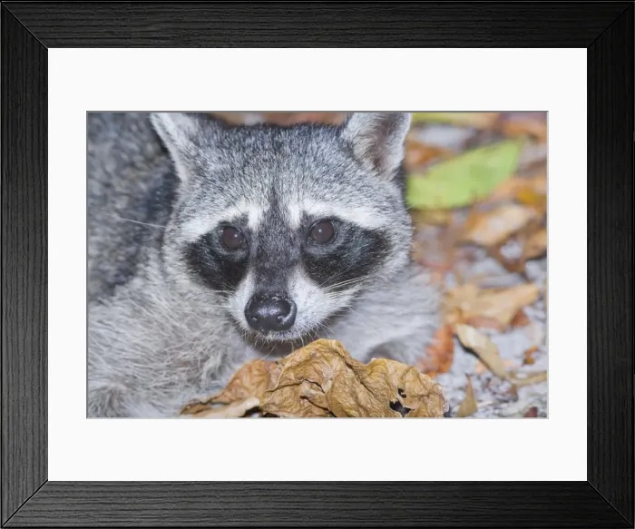 Framed Print : Northern Racoon (Procyon lotor), Manuel Antonio National Park, Costa Rica Framed Print : Northern Racoon (Procyon lotor), Manuel Antonio National Park, Costa Rica